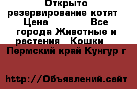 Открыто резервирование котят › Цена ­ 15 000 - Все города Животные и растения » Кошки   . Пермский край,Кунгур г.